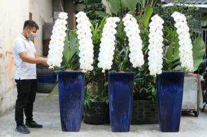 Bình lan hồ điệp nữ hoàng cao 1,8 m