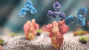 Hai kháng thể đơn dòng là tixagevimab và cilgavimab (màu xanh và tím) trong thuốc Evusheld gắn vào protein gai của nCoV (màu đỏ) để khống chế virus xâm nhập vào các tế bào khỏe mạnh của cơ thể và tiêu diệt các tế bào đã nhiễm virus.